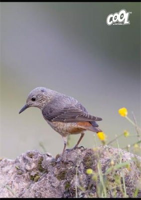 Zošit, A4, linajkový, 80 listov, COOL BY VICTORIA "Birds"